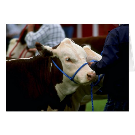 Hereford Cattle Cards (Front Horizontal)