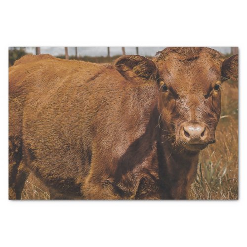 Hereford Cow Baby at Field Landscape Tissue Paper