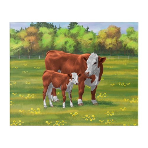 Hereford Cow  Cute Calf in Summer Pasture Acrylic Print