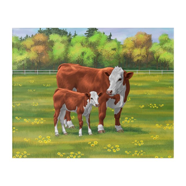 Hereford Cow & Cute Calf in Summer Pasture Acrylic Print (Front)