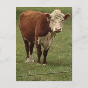 Hereford Cow says Hello Postcard