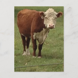 Hereford Cow says Hello Postcard