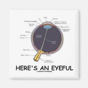 Here's An Eyeful (Eye Anatomy Humor) Magnet