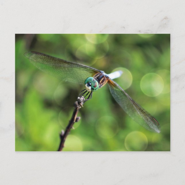 Here's Looking at You Dragonfly Postcard (Front)