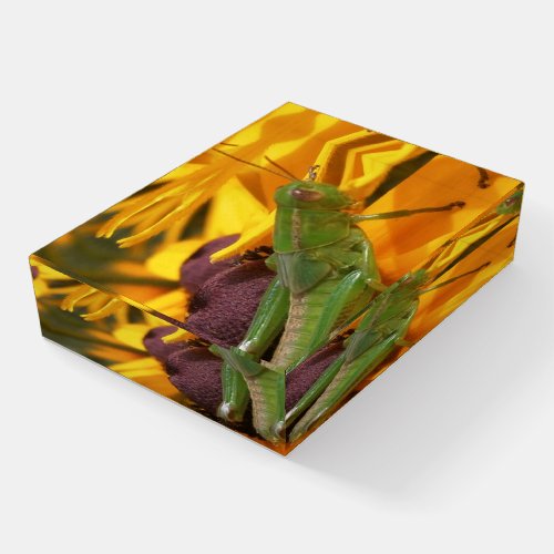 Heres Looking at You _ Grasshopper Paperweight