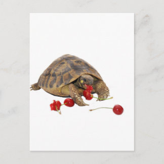 Hermann Tortoise and Strawberries Postcard