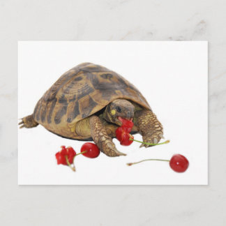 Hermann Tortoise and Strawberries Postcard