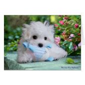 Hermes the Maltese Birthday Card (Front Horizontal)