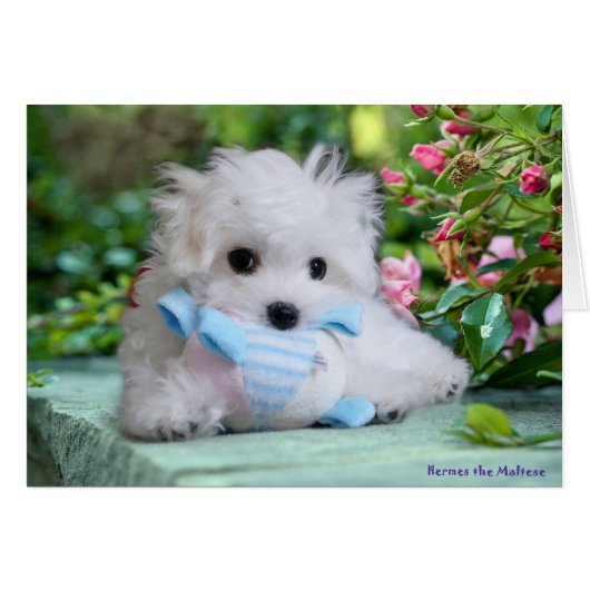 Hermes the Maltese Birthday Card (Front Horizontal)