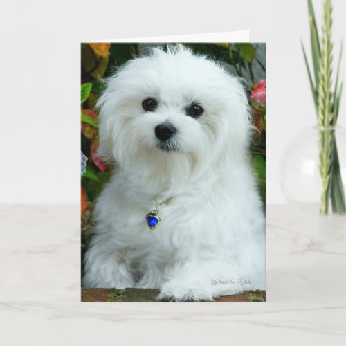 Hermes the Maltese Birthday Card