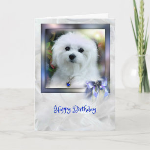Hermes the Maltese Birthday Card