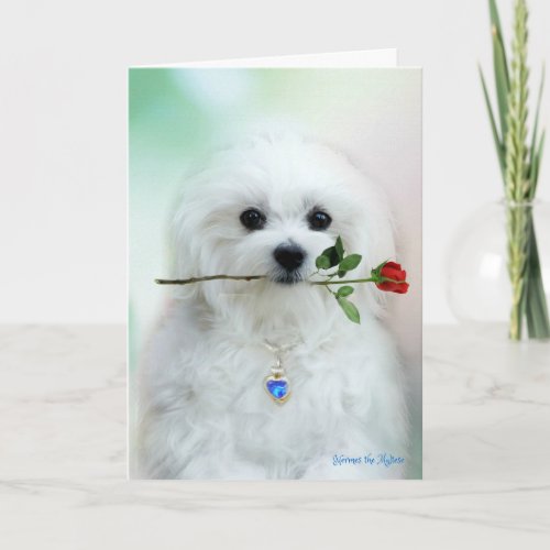 Hermes the Maltese Birthday Card