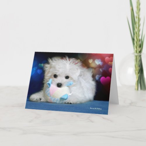 Hermes the Maltese Birthday Greeting Card