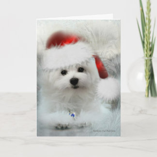 Hermes the Maltese Blank Christmas Greeting Card