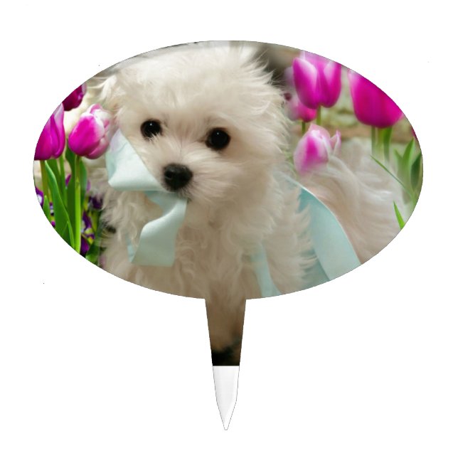 Hermes the Maltese Cake Topper (Front)