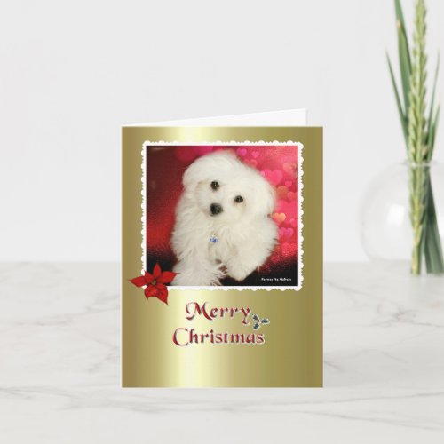 Hermes the Maltese Christmas Card