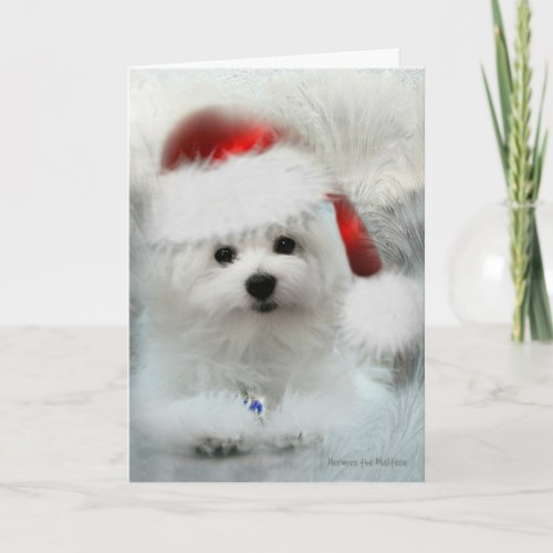 Hermes the Maltese Christmas Card