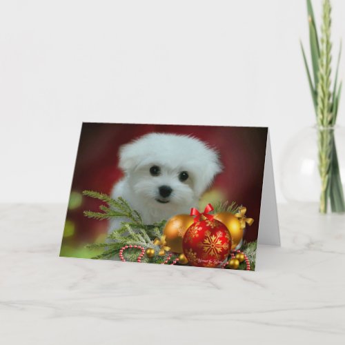 Hermes the Maltese Christmas Greeting Card