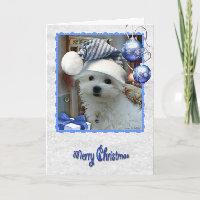 Hermes the Maltese Christmas Greeting Card (Front)