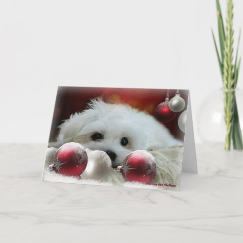 Hermes the Maltese Christmas Greeting Card