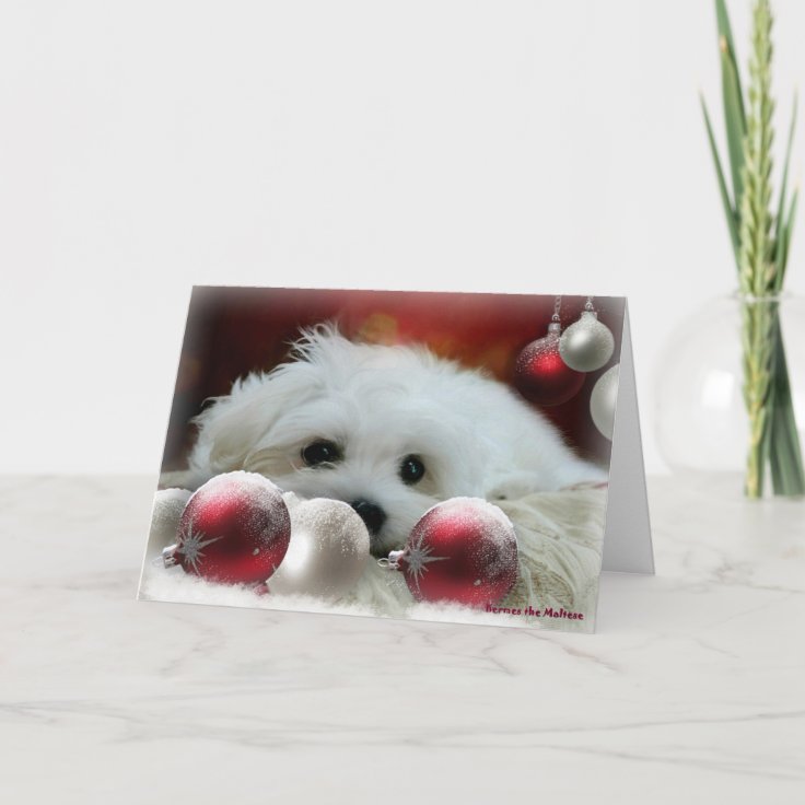 Hermes the Maltese Christmas Greeting Card Zazzle