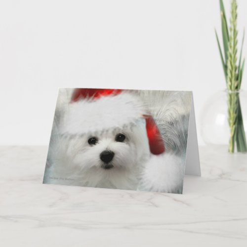 Hermes the Maltese Holiday Card