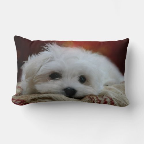 Hermes the Maltese Pillow