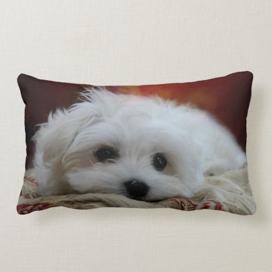 maltese pillow