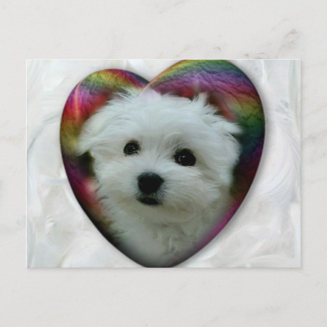 Hermes the Maltese Postcard (Front)