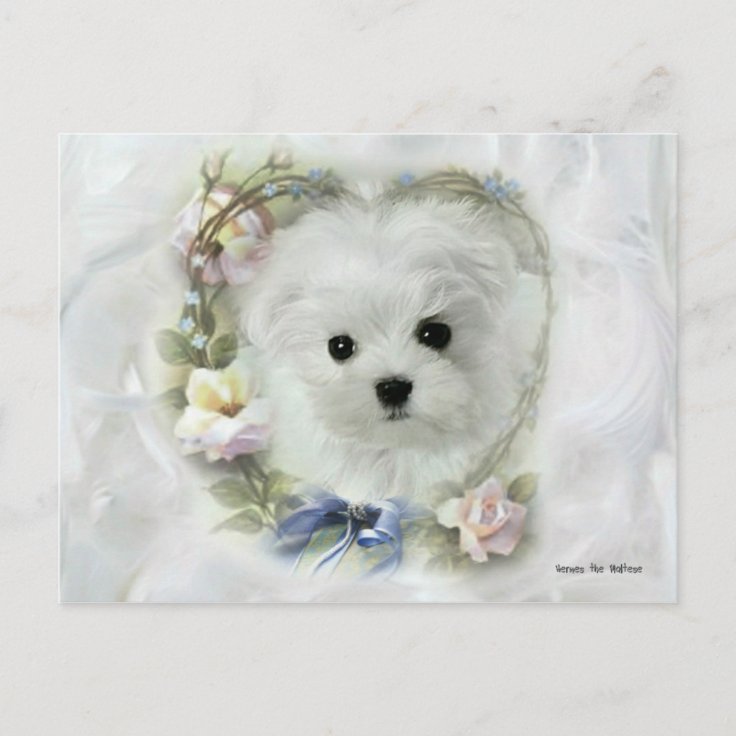 Hermes the Maltese Valentine Card Zazzle