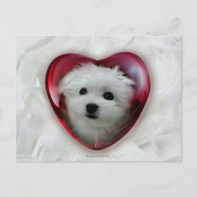 Hermes the Maltese Valentine Card (Front)