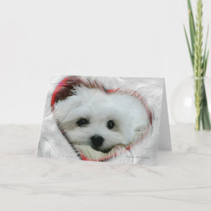 Hermes the Maltese Valentine Card