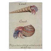 Hermit Crab (Front)