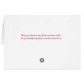 Hermit crab #1 (Back Horizontal)