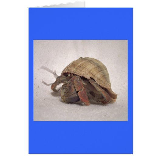 Hermit Crab #8 Cards (Front)