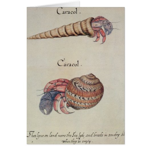 Hermit Crab Cards (Front)