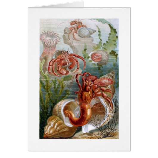 Hermit Crab Cards (Front)