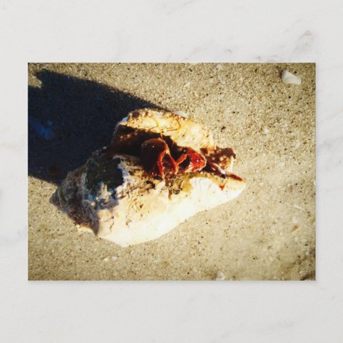 Hermit Crab Clearwater Beach Florida Postcard
