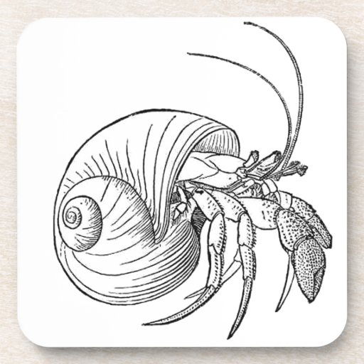 Hermit Crab Illustration (line art) Beverage Coasters | Zazzle