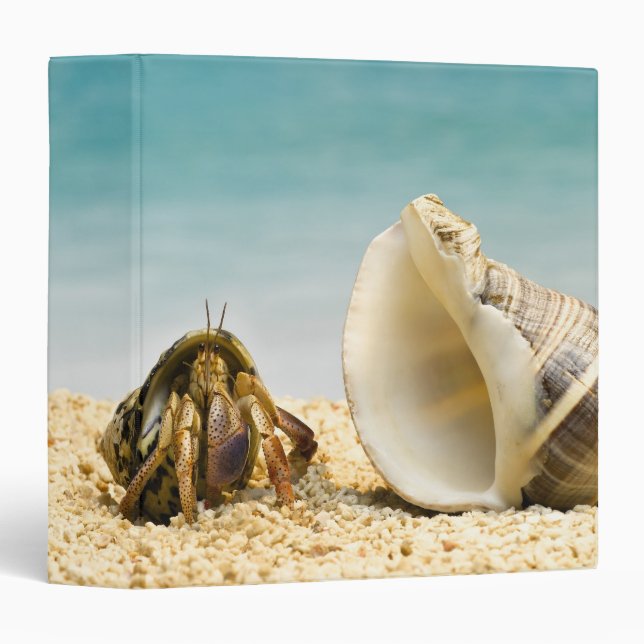 Hermit crab looking at larger shell 3 ring binder (Front/Spine)
