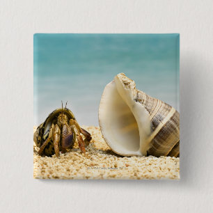Hermit crab looking at larger shell button