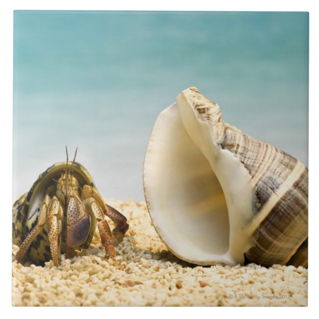 Hermit crab looking at larger shell ceramic tile (Front)