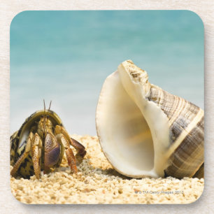 Hermit crab looking at larger shell drink coaster