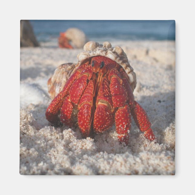 Hermit Crab Magnet (Front)