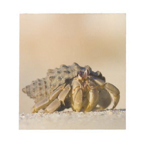 Hermit Crab on white sand beach of Isla Carmen Notepad