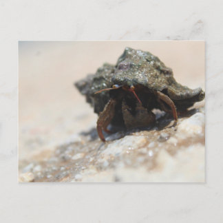 Hermit Crab Photo Printed Postcard