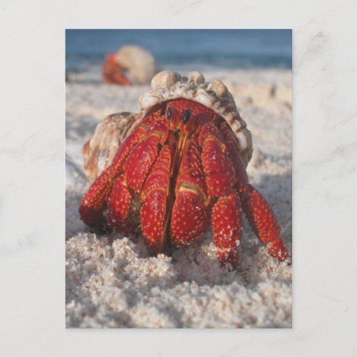 Hermit Crab Postcard