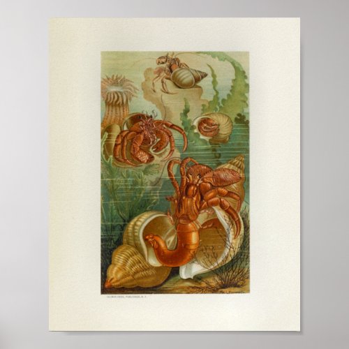 Hermit Crab Sea Anemone Marine Life Print