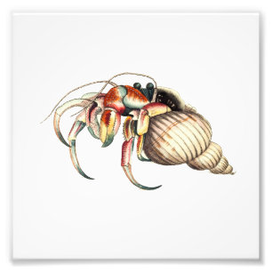 Hermit Crab Sea Ocean Beach Bathroom Print