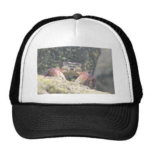 Hermit Crab Trucker Hat | Zazzle